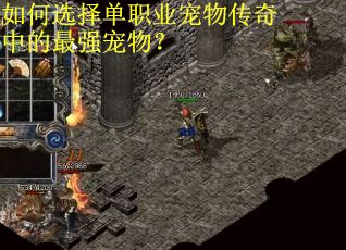 如何选择单职业宠物传奇中的最强宠物?